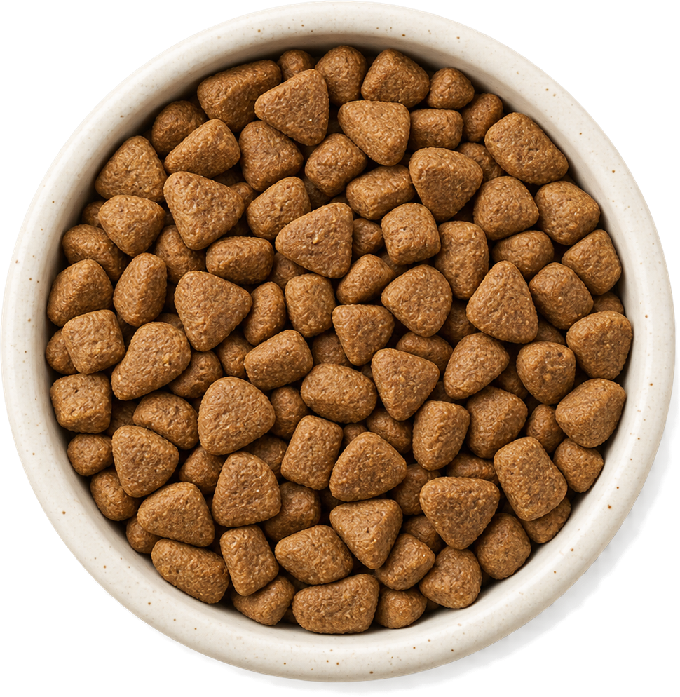 Traditional dry kibble bowl